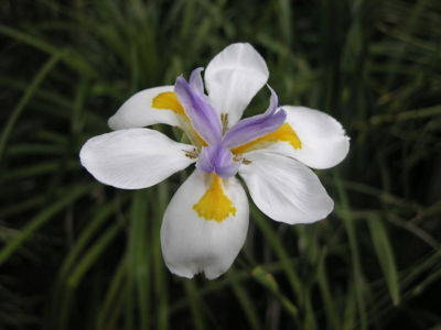 

Ирис африканский Dietes iridioides 3 семени