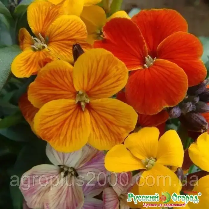 

Семена Лакфиоль садовый Снежная Королева 100 семян НК, Разные цвета