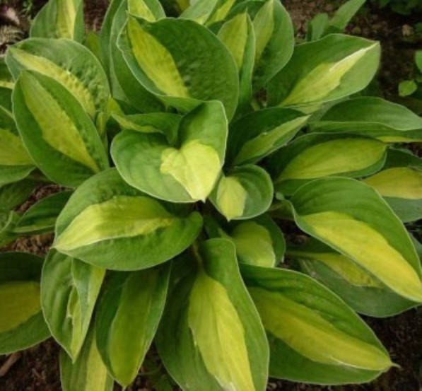 

Хоста Джипси Роуз