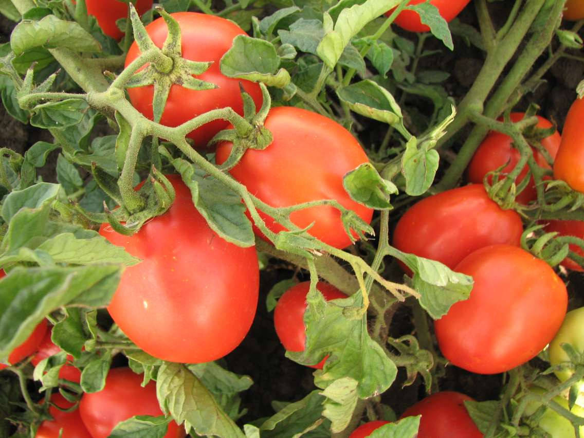 

Томат сорт Гейзер, 0,5 г