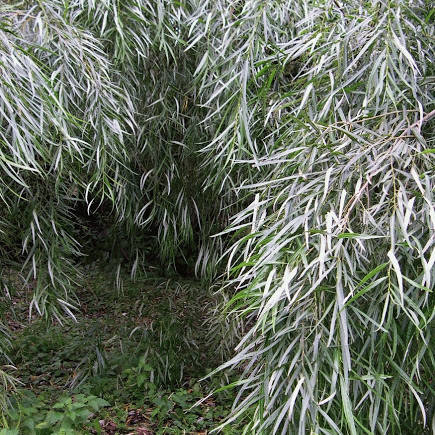 

Ива Шверина, Salix schwerinii