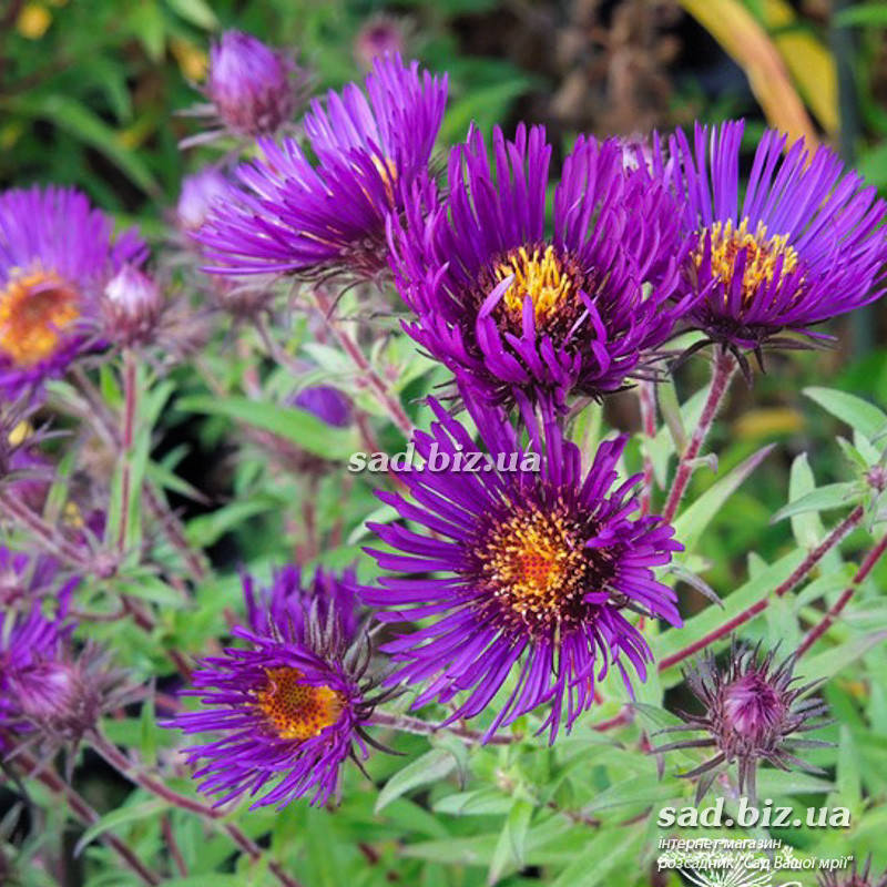 

Астра новоанглийская 'Marina Wolkonsky'. Контейнер 3 л