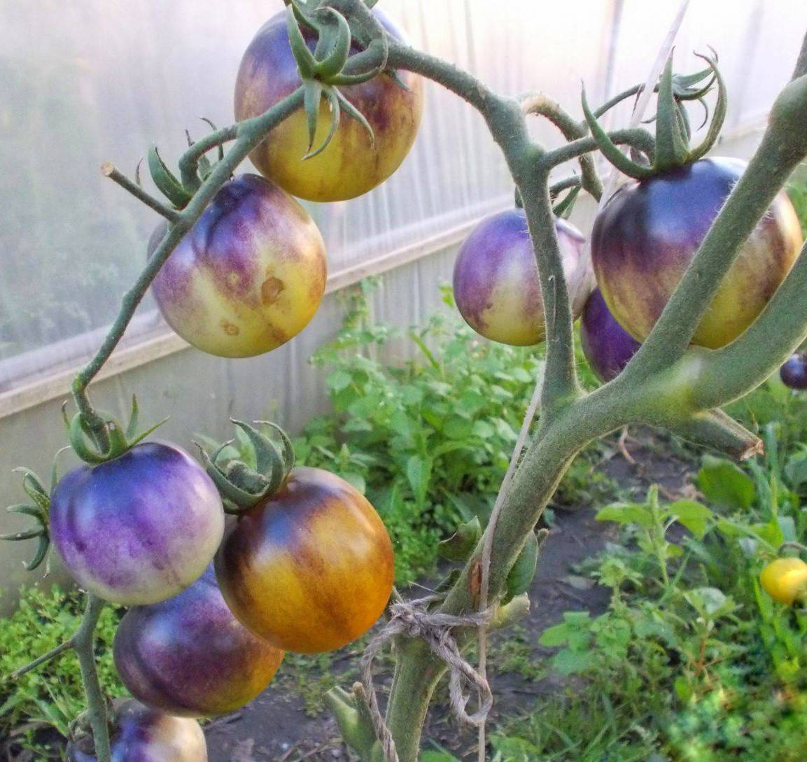 

Томат Мудди Вотерс ( Muddy Waters)