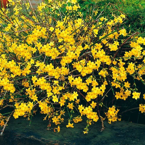 

Жасмин голоквітковий / Jasminum nudiflorum С3/ Н30-40
