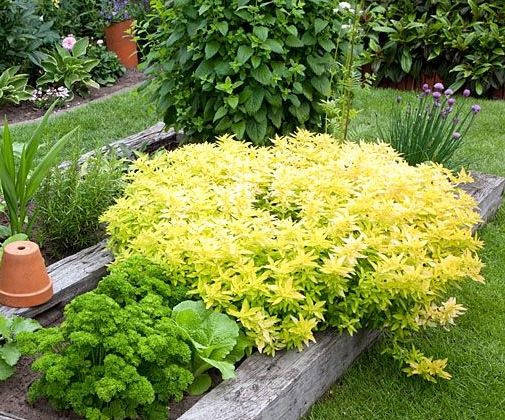 

Душица обыкновенная Ауреа (Origanum vulgare aureum)