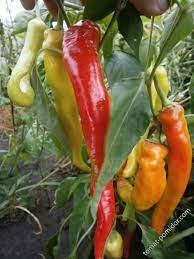 

Семена перца острого Цицак