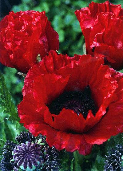 

Мак декоративный Scarlet O' Hara 20 семян