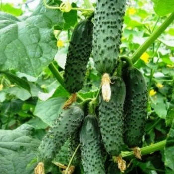 

Чайковский 10 шт семена огурца Rijk Zwaan Голландия