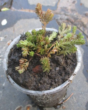 

Очиток едкий. Рассада в контейнерах Д5.