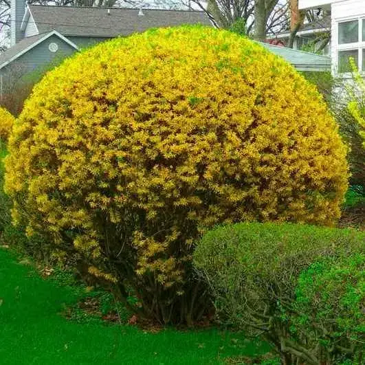 

Форзиция / Саженцы