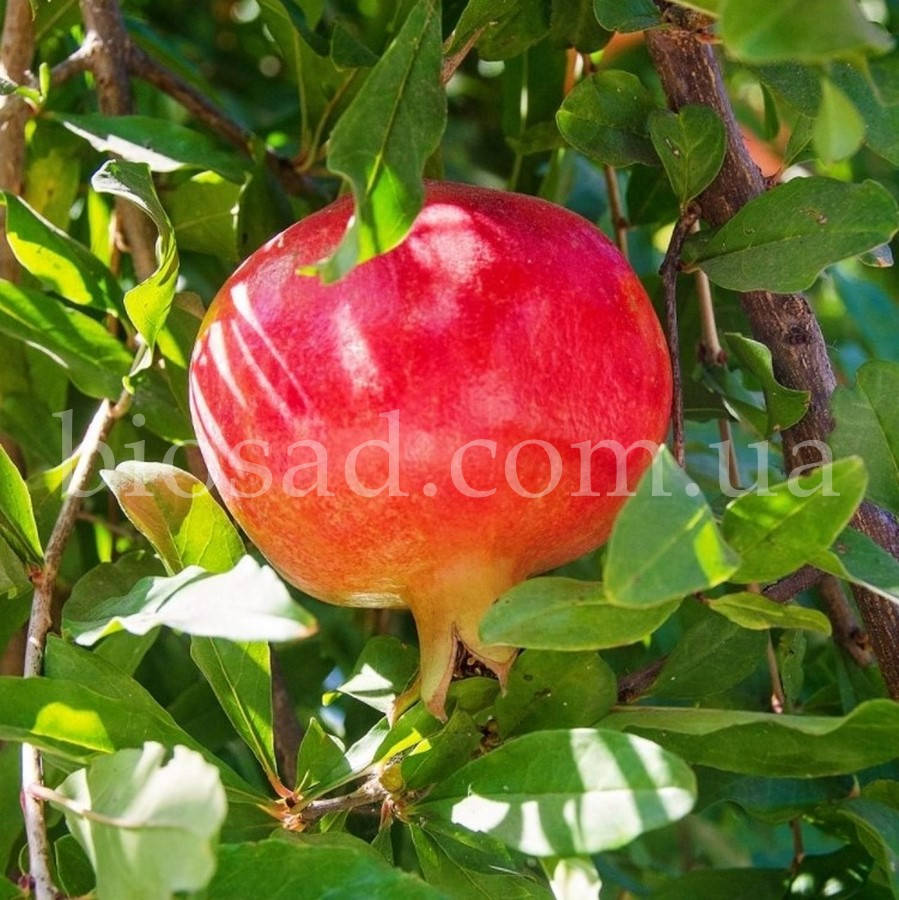 

Гранат Малисси (Malissi)