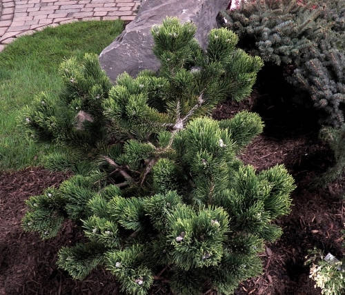 

Сосна горная Якобсен на штамбе