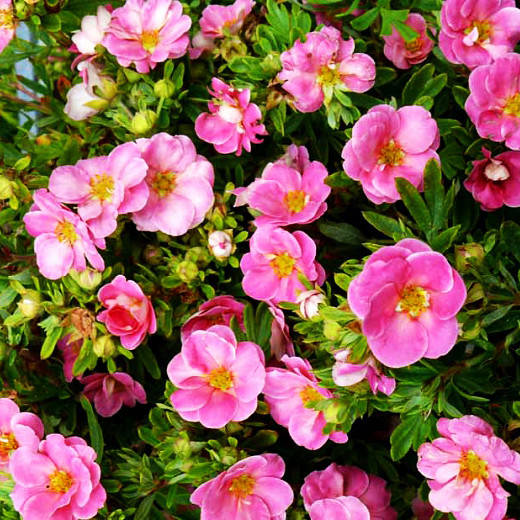 

Лапчатка Пинк Парадайз / Potentilla Pink Paradise / С3