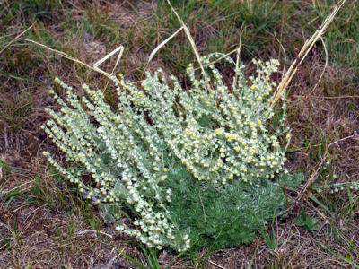 

Полынь холодная Artemisia frigida 20 сем