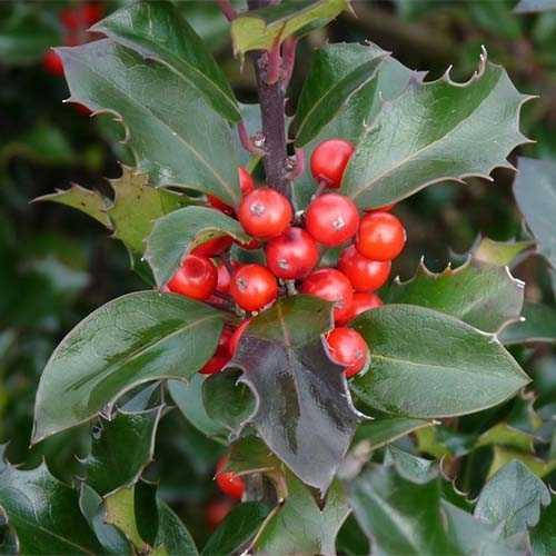 

Падуб Мезерва Blue Princess 3 річний / Падуб Мезерва Блю Принцесс