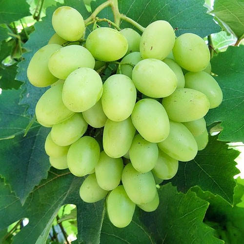 

Виноград Иллария (саженцы)