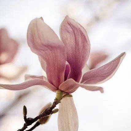 

Аромаолия "Магнолия", 10 г