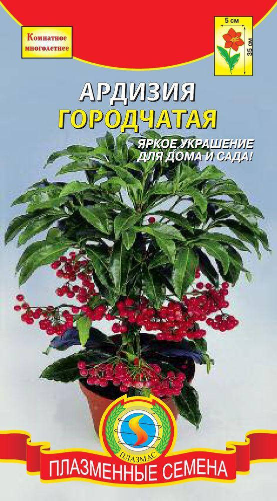 

Ардизия городчатая 3 шт (Плазменные семена)
