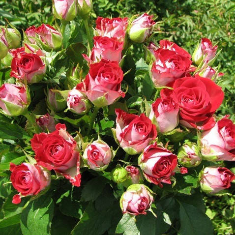 

Саженцы розы "Ruby Star" (Руби Старр)