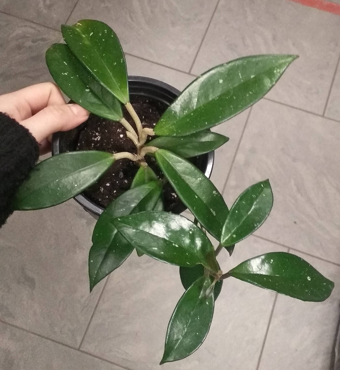 

Хойя карноза