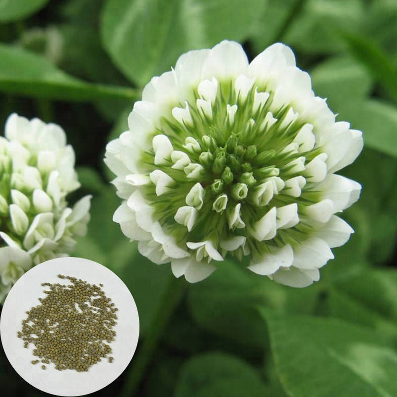 

Белый КЛЕВЕР газонный