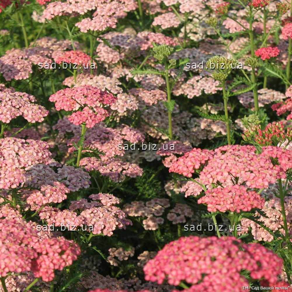 

Тысячелистник гибридный Tutti Frutti 'Apricot Delight ®'. Контейнер 3 л