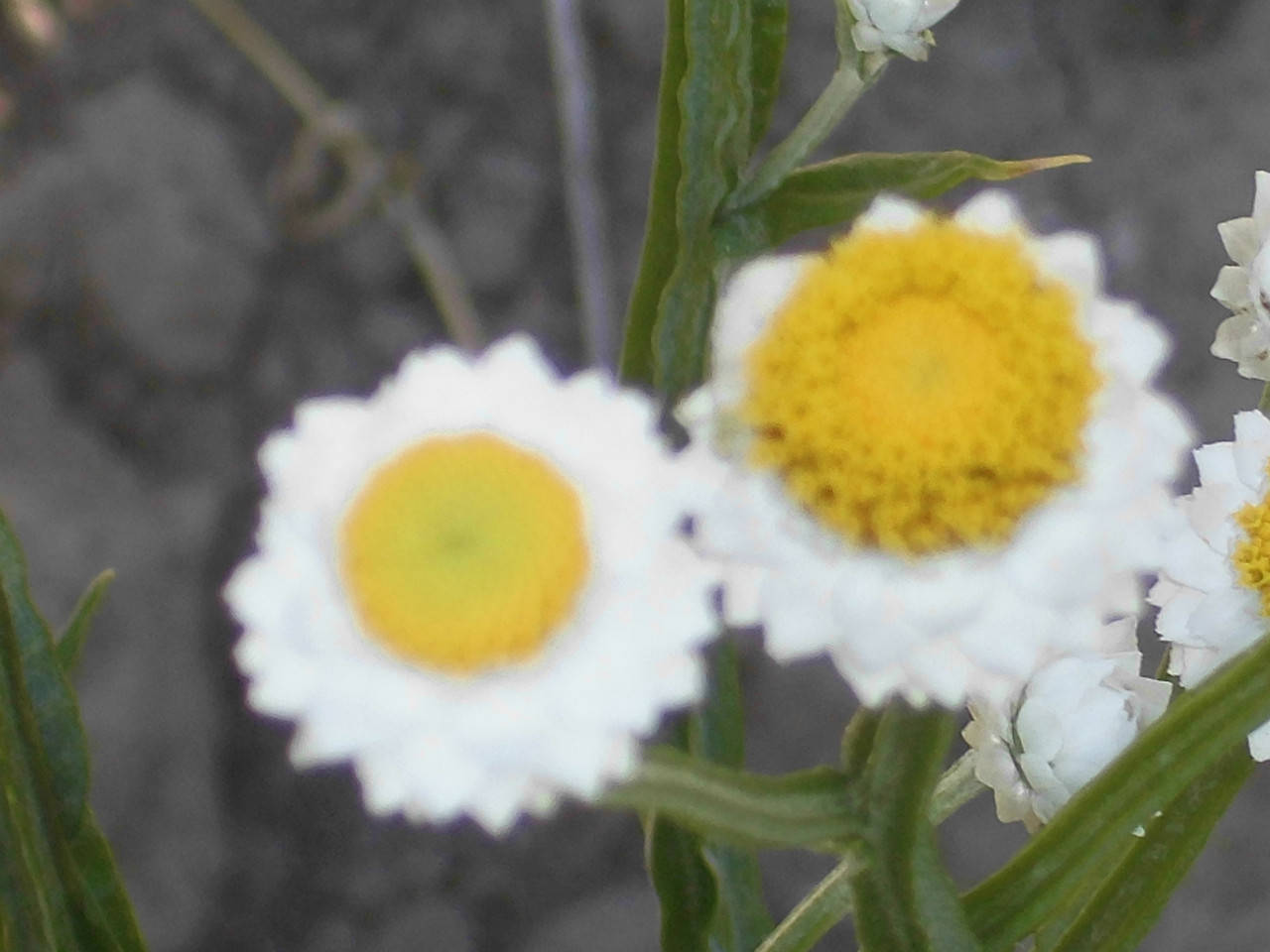 

Семена цветов"Аммобиум крылатый", Белый