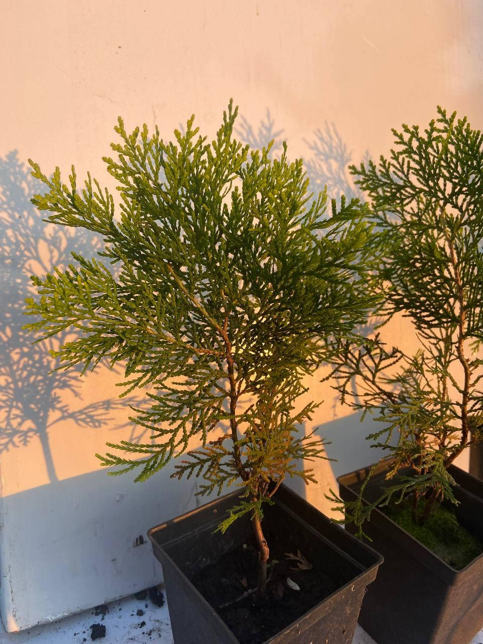 

Туя Ауреа Нана (Thuja orientalis Aurea Nana) 27-29 см