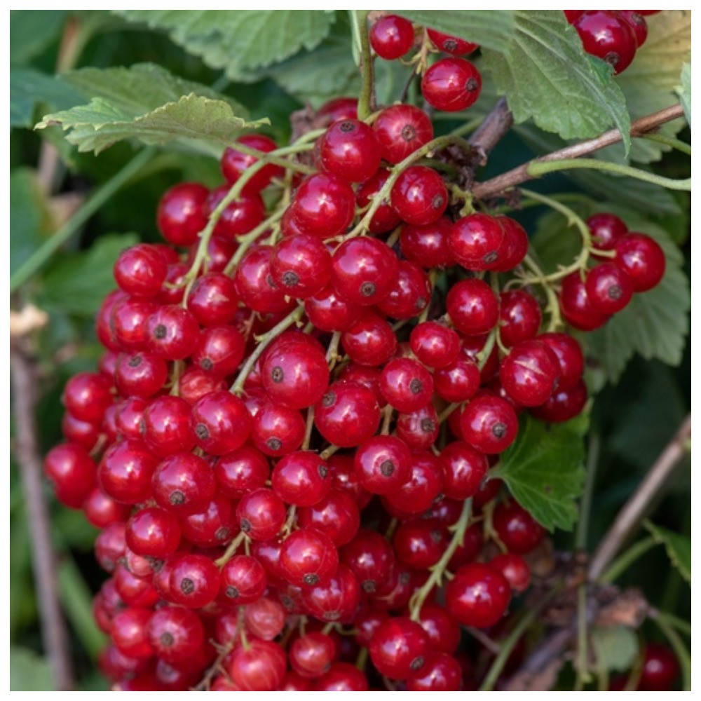 

Смородина красная Каскад