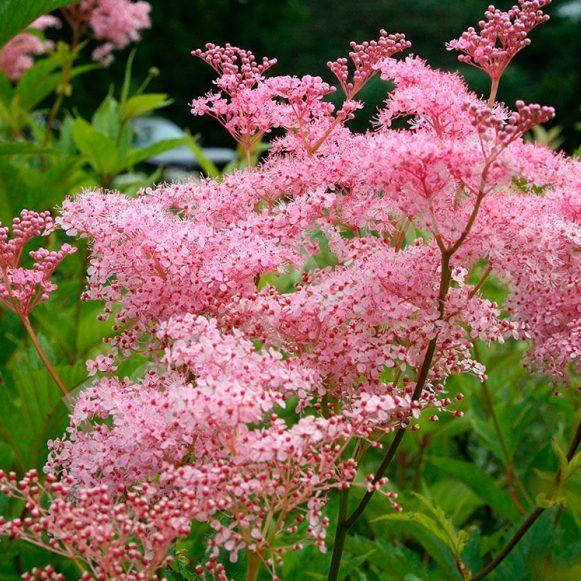 

Филипендула (лабазник), Filipendula palmata