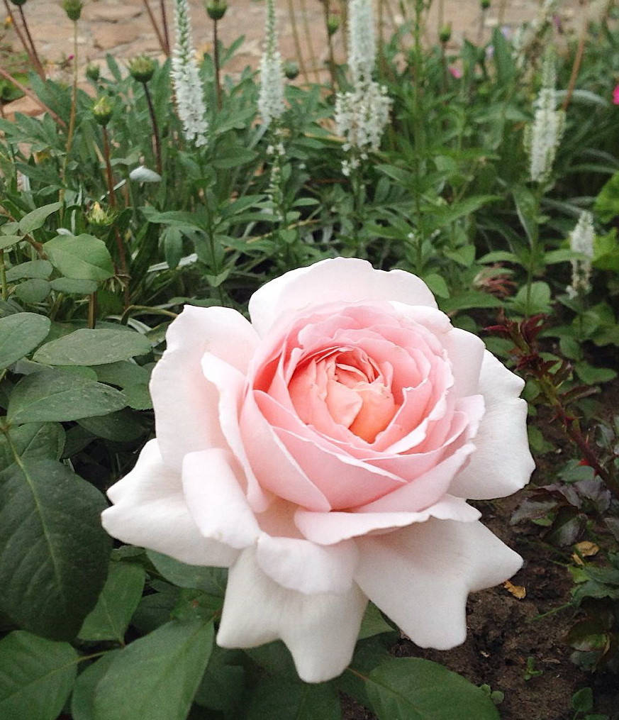 Роза андре ле нотр фото и описание отзывы - Profhobby.ru