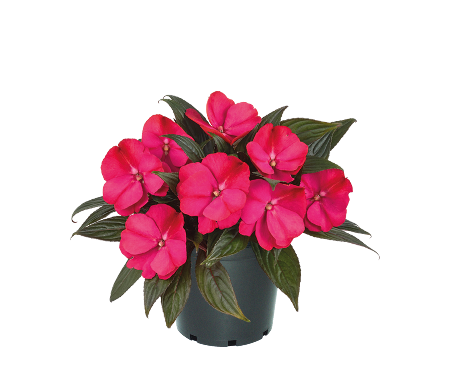 

Бальзамин Clockwork 'Cherry Strike