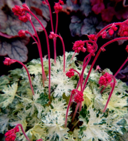 

Гейхера Геркулес \ Heuchera Hercules ( саженцы ЗКС)