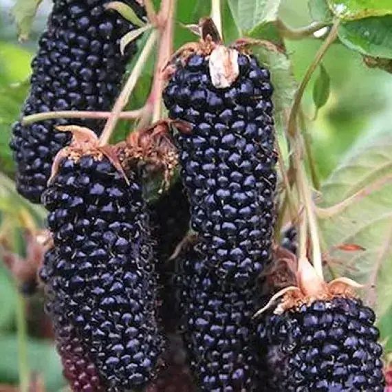 

ЕЖЕВИКА ГИГАНТ