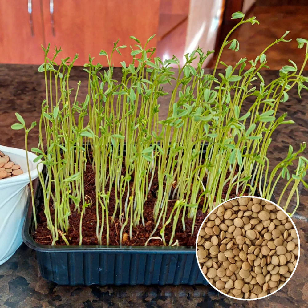 

Чечевица зеленая семена микрозелени 100 г