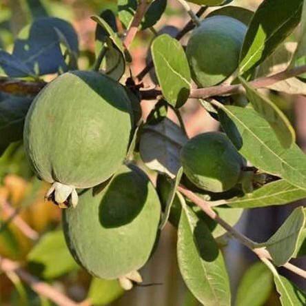 

Саженцы Фейхоа Бессон (Acca sellowiana)