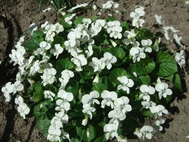 

Фиалка мотыльковая Альба / Viola papilionacea, cucullata Alba
