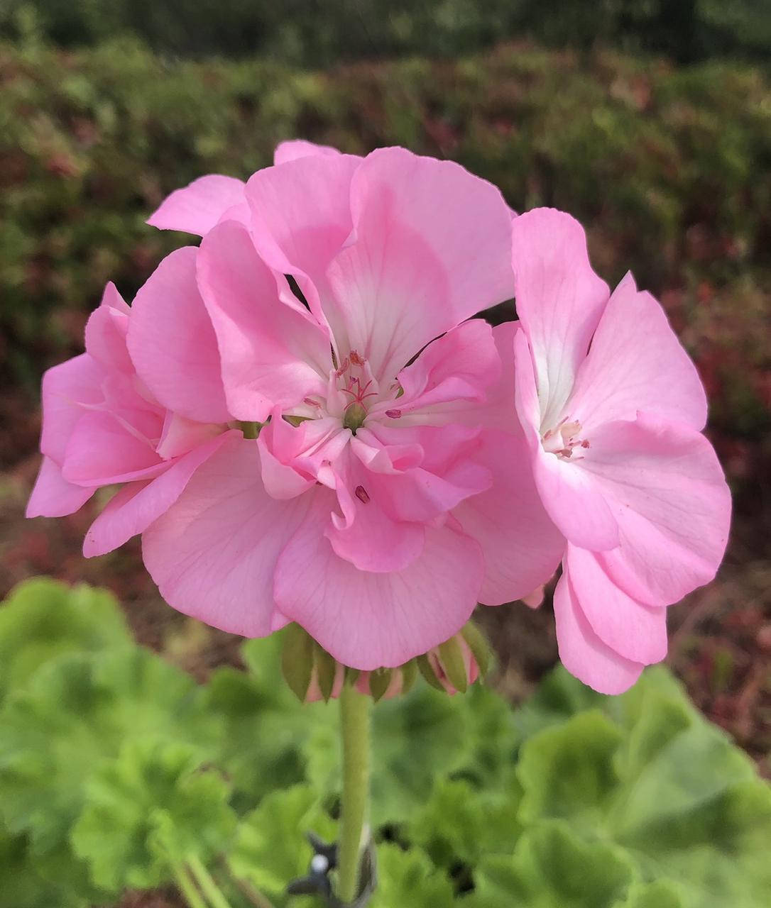 

ЛиА Афродита (117)