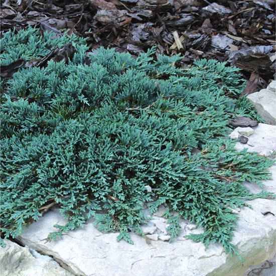 

Можжевельник Айс Блю / С3 / d 20 / Juniperus Icee Blue