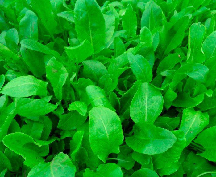 

Щавель широколистный семена 1 г