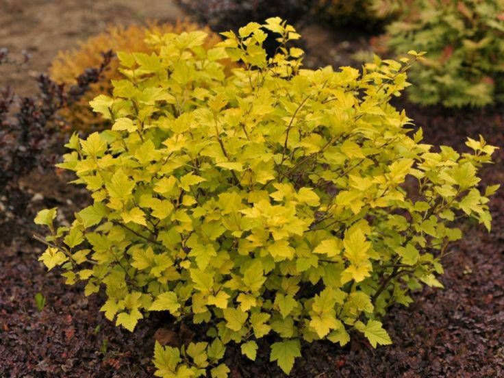 

Пузыреплодник калинолистный Дартс Голд Р9 / Physocarpus opulifolius Dart's Gold