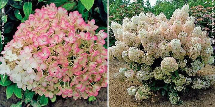 

Гортензія волотиста Бобо/ Hydrangea paniculata 'Bobo'®, С4, 4роки.