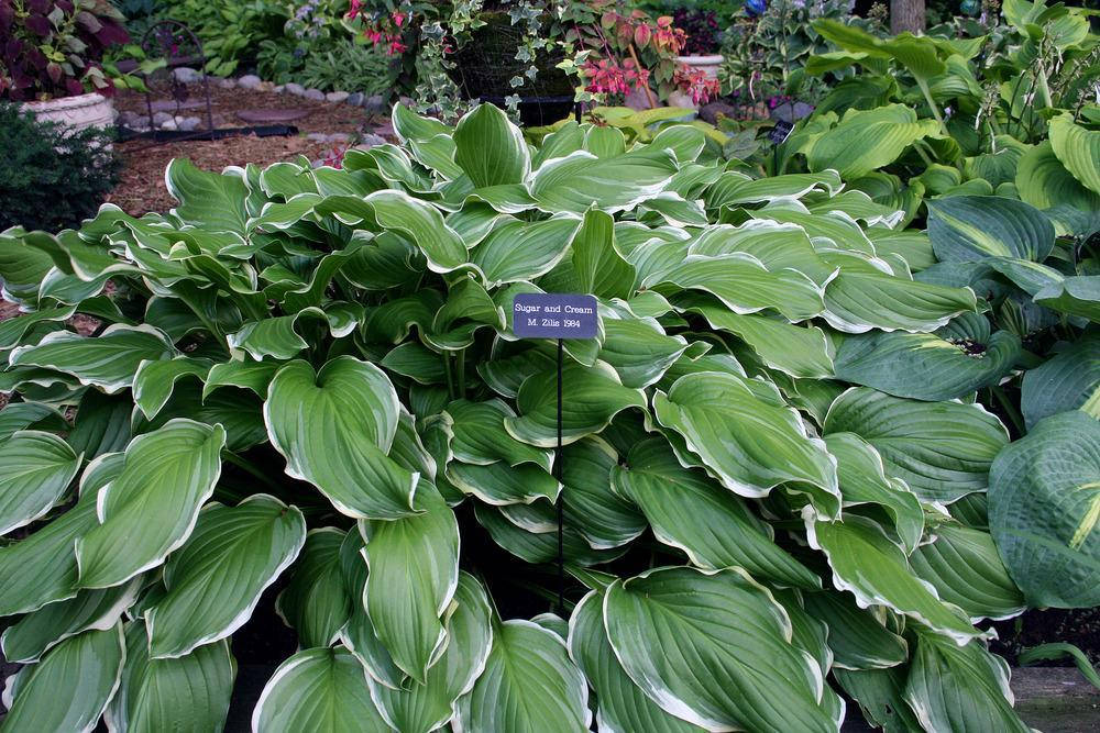 

Хоста Sugar and Cream 1 рік, Хоста Шуга энд Крем, Hosta Sugar and Cream