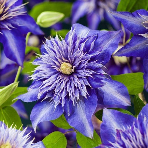

Клематис Мульти блю, Clematis Multi Blue (2 группа)