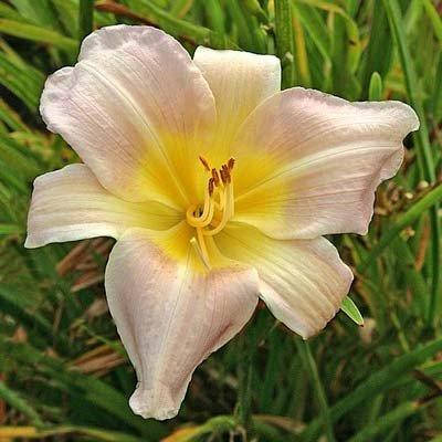 

Лилейник Catherine Woodbury (саженцы)