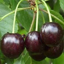 

Саженцы вишни ЛОТОВКА