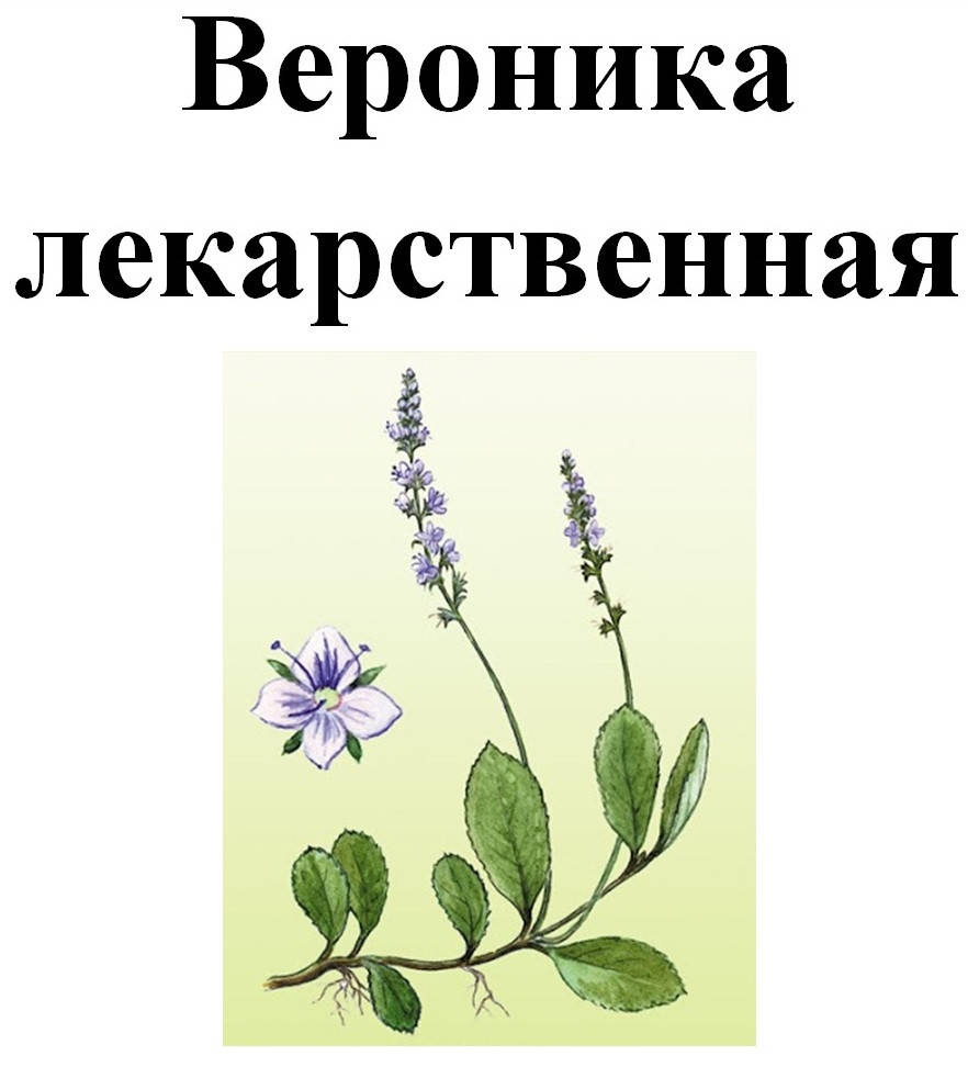 

Вероника лекарственная, трава сухая, 35 грамм
