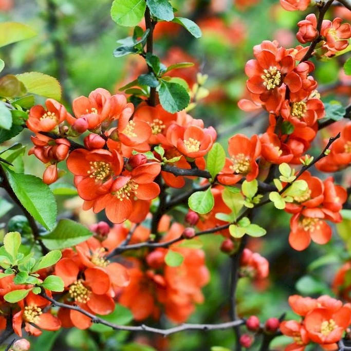 

Хеномелес, Chaenomeles japonica