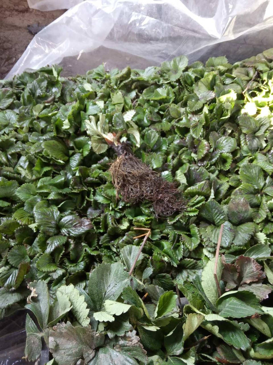 

Рассада клубники Альба 25шт