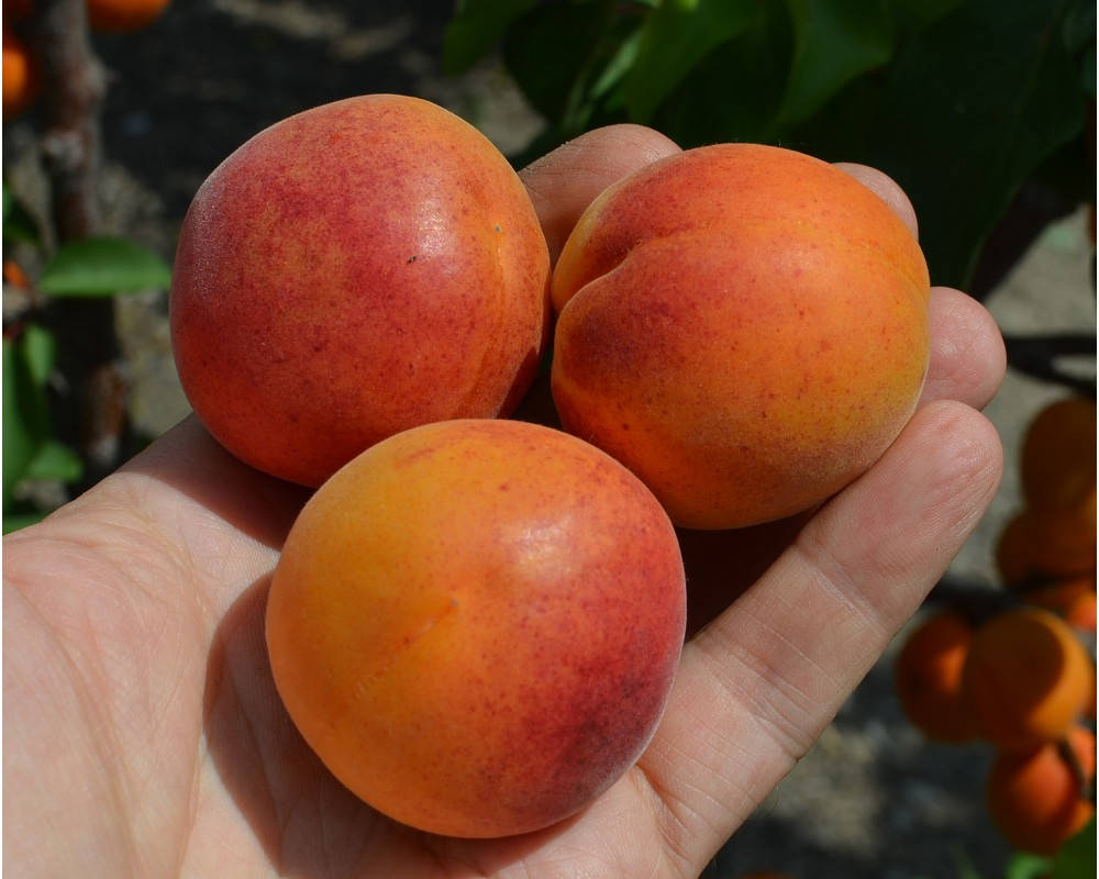 

Саженцы Абрикоса 'Early Orange'
